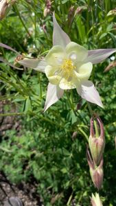 Аквилегия (водосбор)